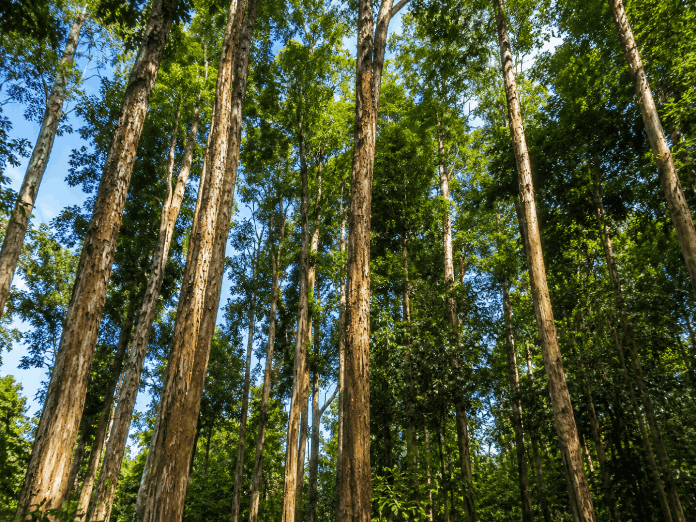 Hutan Lindung De Damaran